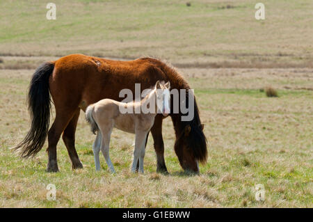 Builth Wells, Powys, Wales, UK. 14. Mai 2016. Welsh Ponys und Fohlen gelten Weiden unter blauem Himmel auf das Hochmoor des Bereichs Mynydd Epynt nahe Builth Wells in Powys, Wales, UK. Nach einer kalten Nacht und einem bewölkten Start in den Tag, Wolken gestreut und das Wetter wurde hell und sonnig mit blauem Himmel Credit: Graham M. Lawrence/Alamy Live-Nachrichten. Stockfoto