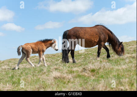 Builth Wells, Powys, Wales, UK. 14. Mai 2016. Welsh Ponys und Fohlen gelten Weiden unter blauem Himmel auf das Hochmoor des Bereichs Mynydd Epynt nahe Builth Wells in Powys, Wales, UK. Nach einer kalten Nacht und einem bewölkten Start in den Tag, Wolken gestreut und das Wetter wurde hell und sonnig mit blauem Himmel Credit: Graham M. Lawrence/Alamy Live-Nachrichten. Stockfoto