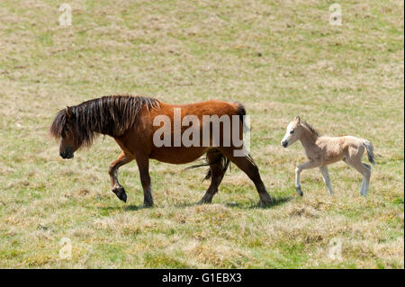 Builth Wells, Powys, Wales, UK. 14. Mai 2016. Welsh Ponys und Fohlen gelten Weiden unter blauem Himmel auf das Hochmoor des Bereichs Mynydd Epynt nahe Builth Wells in Powys, Wales, UK. Nach einer kalten Nacht und einem bewölkten Start in den Tag, Wolken gestreut und das Wetter wurde hell und sonnig mit blauem Himmel Credit: Graham M. Lawrence/Alamy Live-Nachrichten. Stockfoto