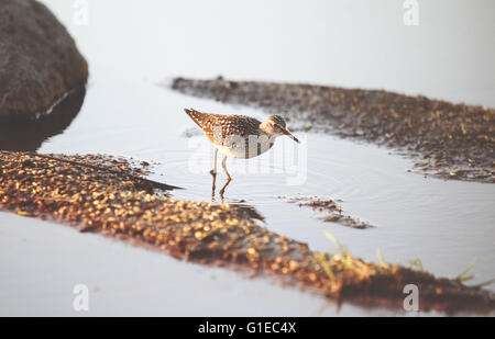 (160514)--LIMINGANLAHTI (Finnland), 14. Mai 2016 (Xinhua)--A Bruchwasserläufer sucht nach Nahrung in den nassen Boden in Liminganlahti Bay, Finnland am 13. Mai 2016. Liminganlahti-Bucht, befindet sich im nordwestlichen Finnland gehört zu den wertvollsten Lebensräume in Europa, wo beobachten kann über 200 verschiedene Vogelarten jährlich mehr als 160 welche Nest in der Gegend. Jedes Frühjahr beginnen Migranten, hier zu sammeln. Es ist ein bevorzugter Ort für Vogelbeobachtung und Vogelfotografie in Finnland. (Xinhua/Zhang Xuan) Stockfoto