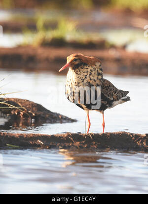 (160514)--LIMINGANLAHTI (Finnland), 14. Mai 2016 (Xinhua)--A Ruff sieht in dem nassen Boden in Liminganlahti Bay, Finnland am 13. Mai 2016. Liminganlahti-Bucht, befindet sich im nordwestlichen Finnland gehört zu den wertvollsten Lebensräume in Europa, wo beobachten kann über 200 verschiedene Vogelarten jährlich mehr als 160 welche Nest in der Gegend. Jedes Frühjahr beginnen Migranten, hier zu sammeln. Es ist ein bevorzugter Ort für Vogelbeobachtung und Vogelfotografie in Finnland. (Xinhua/Zhang Xuan) Stockfoto