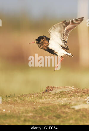 (160514)--LIMINGANLAHTI (Finnland), 14. Mai 2016 (Xinhua)--A Ruff sieht in dem nassen Boden in Liminganlahti Bay, Finnland am 13. Mai 2016. Liminganlahti-Bucht, befindet sich im nordwestlichen Finnland gehört zu den wertvollsten Lebensräume in Europa, wo beobachten kann über 200 verschiedene Vogelarten jährlich mehr als 160 welche Nest in der Gegend. Jedes Frühjahr beginnen Migranten, hier zu sammeln. Es ist ein bevorzugter Ort für Vogelbeobachtung und Vogelfotografie in Finnland. (Xinhua/Zhang Xuan) Stockfoto