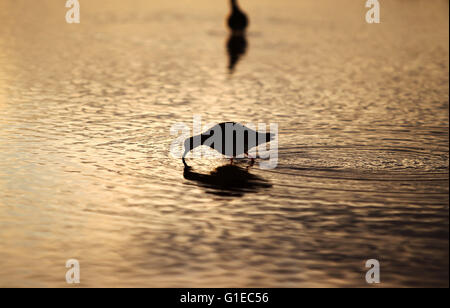 (160514)--LIMINGANLAHTI (Finnland), 14. Mai 2016 (Xinhua)--A Reeve sucht nach Nahrung in den nassen Boden in Liminganlahti Bay, Finnland am 13. Mai 2016. Liminganlahti-Bucht, befindet sich im nordwestlichen Finnland gehört zu den wertvollsten Lebensräume in Europa, wo beobachten kann über 200 verschiedene Vogelarten jährlich mehr als 160 welche Nest in der Gegend. Jedes Frühjahr beginnen Migranten, hier zu sammeln. Es ist ein bevorzugter Ort für Vogelbeobachtung und Vogelfotografie in Finnland. (Xinhua/Zhang Xuan) Stockfoto