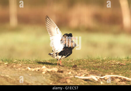 (160514)--LIMINGANLAHTI (Finnland), 14. Mai 2016 (Xinhua)--A Ruff sieht in dem nassen Boden in Liminganlahti Bay, Finnland am 13. Mai 2016. Liminganlahti-Bucht, befindet sich im nordwestlichen Finnland gehört zu den wertvollsten Lebensräume in Europa, wo beobachten kann über 200 verschiedene Vogelarten jährlich mehr als 160 welche Nest in der Gegend. Jedes Frühjahr beginnen Migranten, hier zu sammeln. Es ist ein bevorzugter Ort für Vogelbeobachtung und Vogelfotografie in Finnland. (Xinhua/Zhang Xuan) Stockfoto