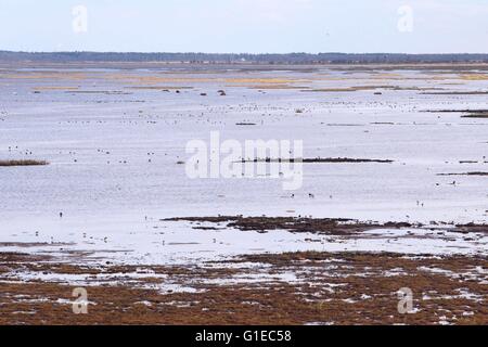 (160514)--LIMINGANLAHTI (Finnland), 14. Mai 2016 (Xinhua)--große Schwärme der Vögel sind in den nassen Boden in Liminganlahti Bay, Finnland am 13. Mai 2016 gesehen. Liminganlahti-Bucht, befindet sich im nordwestlichen Finnland gehört zu den wertvollsten Lebensräume in Europa, wo beobachten kann über 200 verschiedene Vogelarten jährlich mehr als 160 welche Nest in der Gegend. Jedes Frühjahr beginnen Migranten, hier zu sammeln. Es ist ein bevorzugter Ort für Vogelbeobachtung und Vogelfotografie in Finnland. (Xinhua/Zhang Xuan) Stockfoto