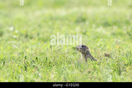 Präriehund auf Feld im Frühling Stockfoto