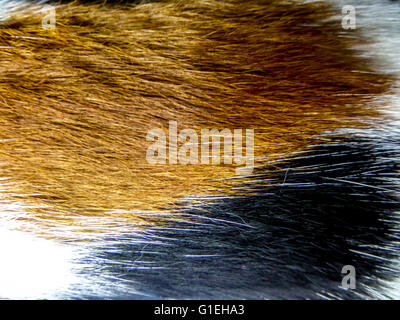 das Haar der Katze Weißgold braun schwarz und gelb grau Stockfoto