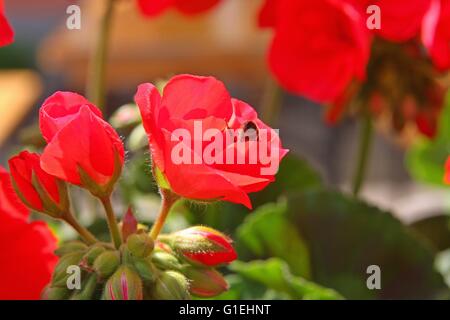 Eine Biene auf einer Geranie Blume Stockfoto