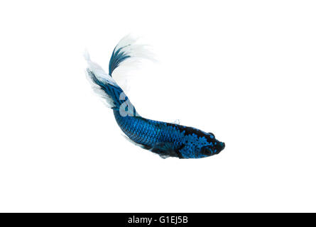 siamesische Kampffische oder Betta Splendens isoliert auf weißem Hintergrund Stockfoto