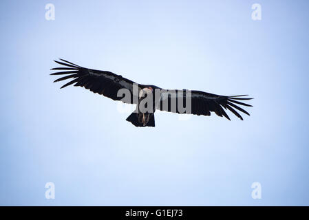 Kalifornien-Kondor Gymnogyps Californianus im Flug über Big Sur, Kalifornien Stockfoto