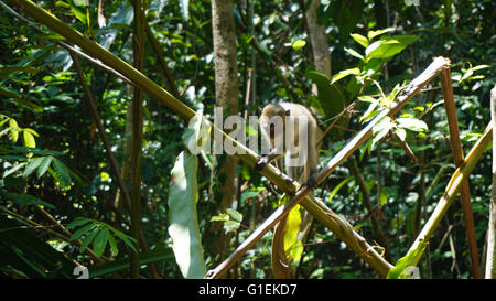 wilde Affen im asiatischen Regenwald Stockfoto