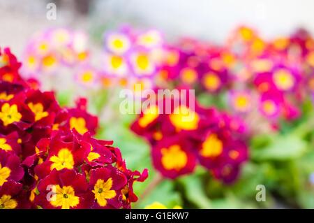 Sortiert, blühenden Frühling Primeln in bunten Blumenbeet Stockfoto