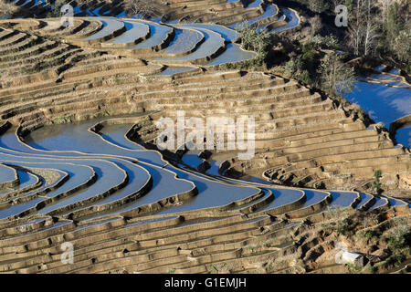 Gebogene Reis Terrassen reflektierenden blauen Himmel, Bada, Yuanyang County, Provinz Yunnan, China Stockfoto