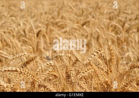 Bereich der Weizen reif für die Ernte. Selektiven Fokus Stockfoto