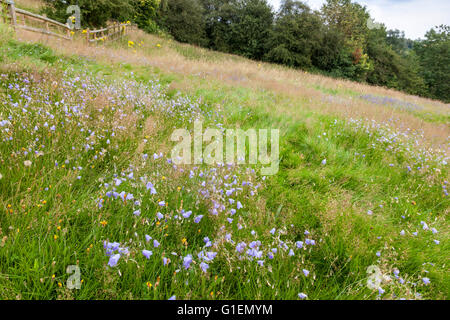 Hang Wilde Blumenwiese mit Glockenblumen und anderen Blumen im Sommer, Derbyshire, England, Großbritannien Stockfoto