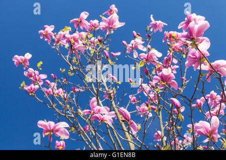 Rosa Blüten der Magnolie am strahlend blauen Himmelshintergrund Foto mit selektiven Fokus Stockfoto