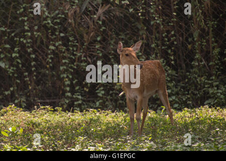 Sumpf, Hirsche, Barasingha, Rucervus Duvaucelii, Cervidae, Indien, Asien Stockfoto