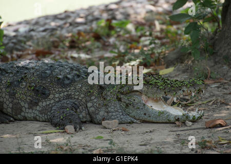 Sumpf-Krokodil, Crocodylus Palustris, Crocodylidae, Asien Stockfoto