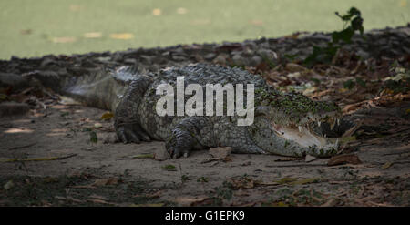 Sumpf-Krokodil, Crocodylus Palustris, Crocodylidae, Asien Stockfoto