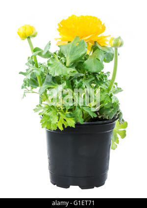 Nahaufnahme von einer isolierten getopft gelbe Ranunkeln Blume Stockfoto