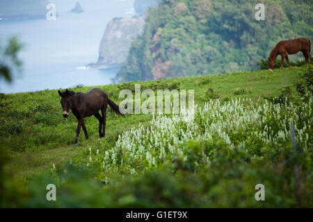 Blick auf Pololū von Pololū Valley Lookout, North Kohala, Hawaii, USA Stockfoto