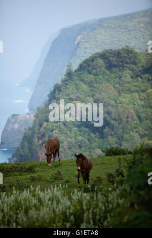 Blick auf Pololū von Pololū Valley Lookout, North Kohala, Hawaii, USA Stockfoto