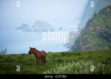 Blick auf Pololū von Pololū Valley Lookout, North Kohala, Hawaii, USA Stockfoto