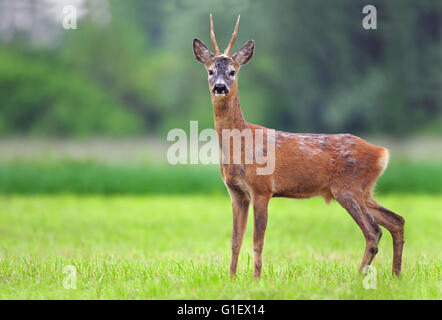 Wilde Rehe in einem Feld Stockfoto