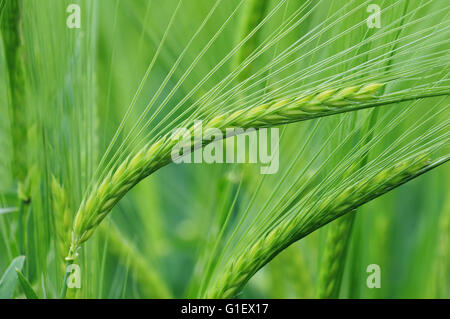 Nahaufnahme Foto von Gerste wächst in einem Feld Stockfoto