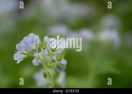 blaue Wildblumenwiese mit unscharfen Hintergrund Stockfoto