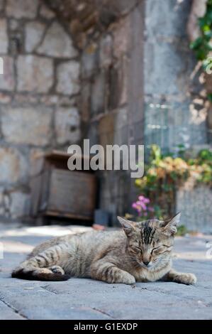 Süße Tabby Katze auf dem Boden liegend. Vertikale Foto Stockfoto