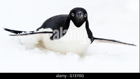 AdŽlie Pinguin (Pygoscelis Adeliae) Rodeln auf Schnee Krapp Klippen-antarktische Halbinsel-Antarktis Stockfoto