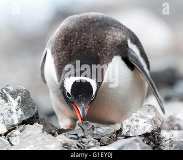 Gentoo Penguin (Pygoscelis Papua) sammeln von Steinen baut ein Nest Krapp Klippen-antarktische Halbinsel-Antarktis Stockfoto