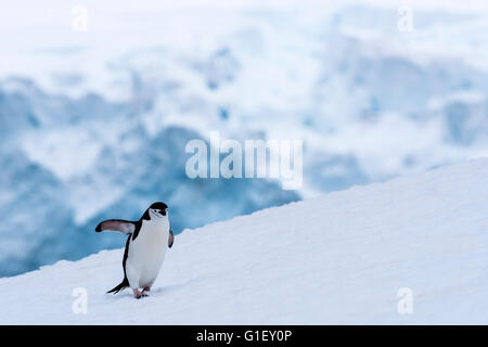 Zügelpinguinen (Pygoscelis Antarctica) Pinguin Wandern im Schnee Half Moon-Insel-antarktische Halbinsel-Antarktis Stockfoto