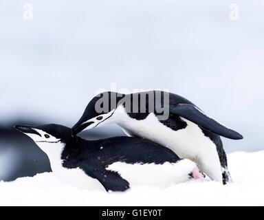 Kinnriemen Pinguine (Pygoscelis Antarctica) Paarung auf Schnee Halbmond Insel antarktischen Halbinsel Antarktis Stockfoto