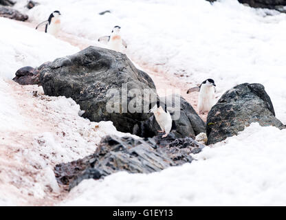 Kinnriemen Pinguine (Pygoscelis Antarctica) zu Fuß auf Pinguin-Autobahn für Nest Halbmond Insel antarktischen Halbinsel Antarktis Stockfoto