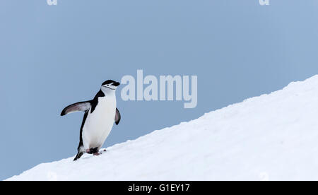 Zügelpinguinen (Pygoscelis Antarctica) Pinguin Wandern im Schnee Half Moon-Insel-antarktische Halbinsel-Antarktis Stockfoto