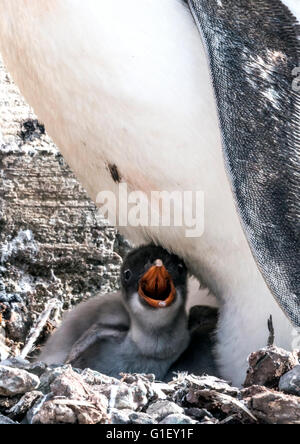 Gentoo Penguin (Pygoscelis Papua) Küken Quäken Mikkelsen Hafen antarktischen Halbinsel Antarktis Stockfoto