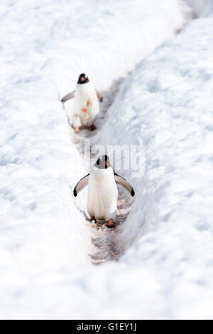 Gentoo Penguins (Pygoscelis Papua) zu Fuß auf Pinguin Autobahn Mikkelsen Hafen antarktischen Halbinsel Antarktis Stockfoto