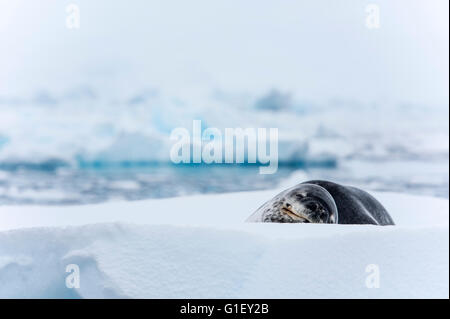 Seeleopard (Hydrurga Leptonyx) oder Meer Leopard auf Eis Cierva Cove antarktischen Halbinsel Antarktis Stockfoto