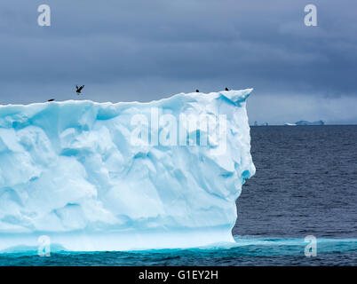 Stimmungsvoller Himmel und braune Skua (Stercorarius Antarcticus) auf Eis Portal Point antarktischen Halbinsel Antarktis Eis Blau schweben Stockfoto