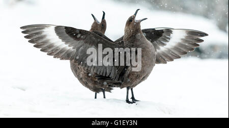 Zwei braune Raubmöwen (Stercorarius Antarcticus) Quäken Cuverville Island antarktischen Halbinsel Antarktis auf Schnee Stockfoto