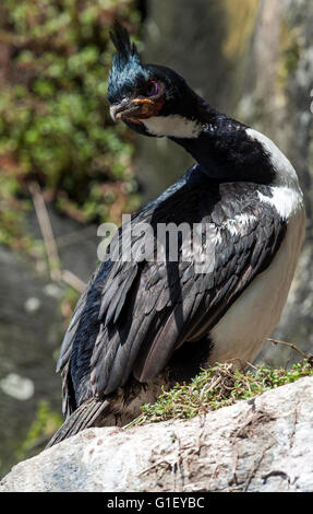 Auckland Shag (Phalacrocorax Colensoi) oder Auckland-Inseln shag Enderby Insel Neuseeland Stockfoto