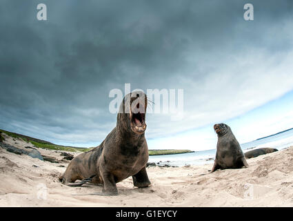 Neuseeland oder Hooker Seelöwen (Phocarctos Hookeri) am Strand zeigen aggressives Verhalten Enderby Insel Neuseeland Stockfoto