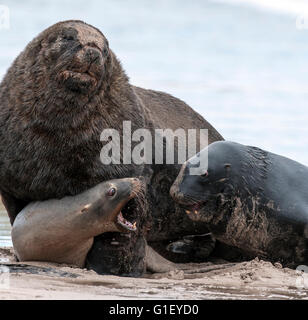 Zwei Rüden und eine weibliche Neuseeland oder Hooker Seelöwen (Phocarctos Hookeri) am Strand zeigen aggressives Verhalten Enderby Stockfoto