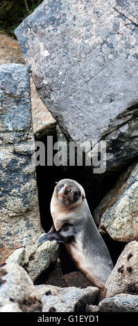 Neuseeland oder Hooker Seelöwen (Phocarctos Hookeri) Welpe Dusky Sound Neuseeland Stockfoto