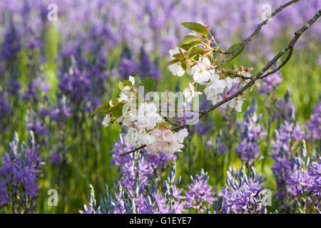 Prunus blühen im Frühjahr vor Camassia Blumen. Stockfoto