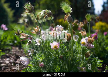 Pulsatilla Vulgaris hautnah Stockfoto