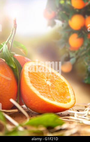 Sektion in einem Korb und auf einem braunen Holztisch in einem Orangenhain und frisch gepflückten Orangen-Gruppe. Mit einem Baum und Garten zurück Stockfoto