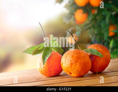 Drei frisch gepflückten Orangen auf einem braunen Holztisch in einem Orangenhain. Mit einem Baum und Garten Hintergrund mit Nachmittagssonne. Stockfoto